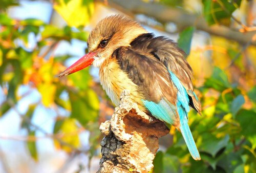 iNaturalist image