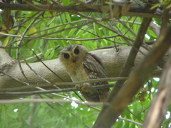 Otus bakkamoena