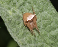 Araneus bispinosus