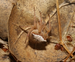 Araneus bispinosus