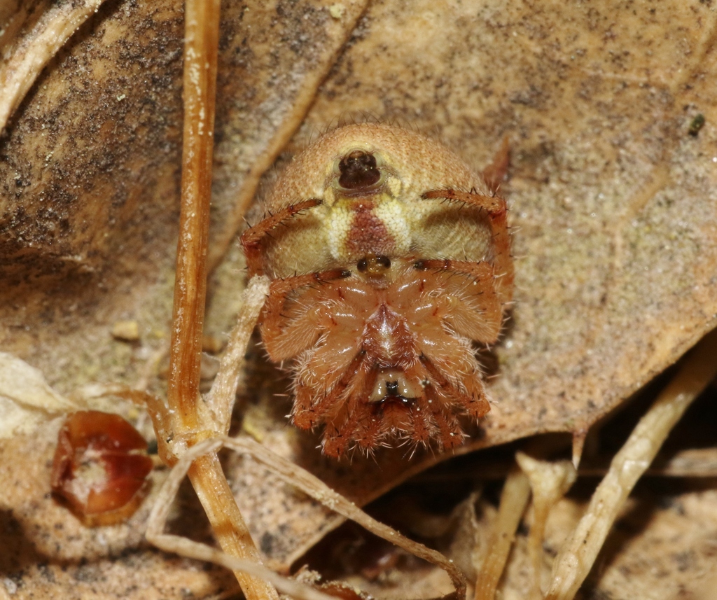 Araneus bispinosus