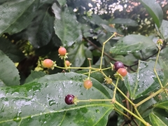 Hasseltia floribunda