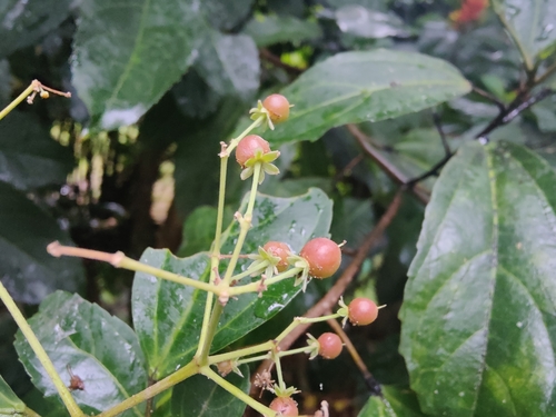 Hasseltia floribunda, photograph 1