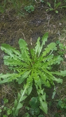 Taraxacum officinale