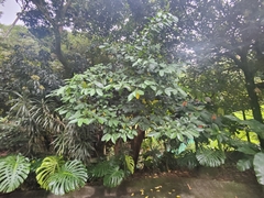 Hasseltia floribunda, photograph (c) Siddarth Machado, some rights reserved (CC BY)