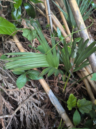 Chusan Palm