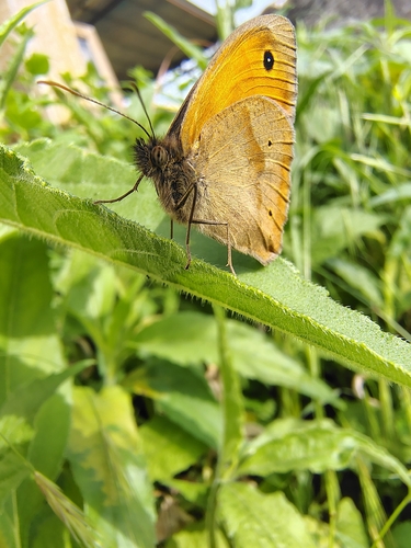 Meadow Brown