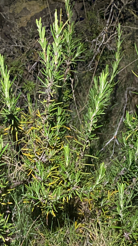 Rosemary