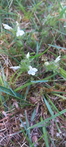 Common Lousewort