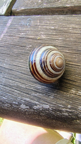Vineyard Snail