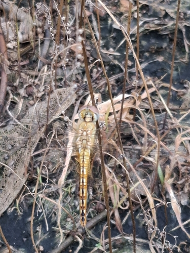 Wandering Glider