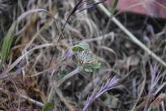 Trifolium stellatum