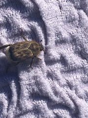 Hoplia