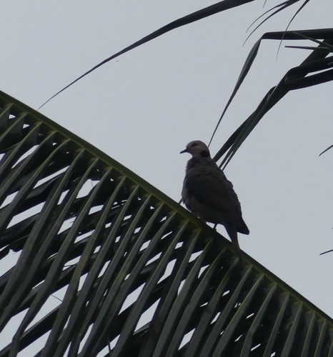 Red-eyed Dove