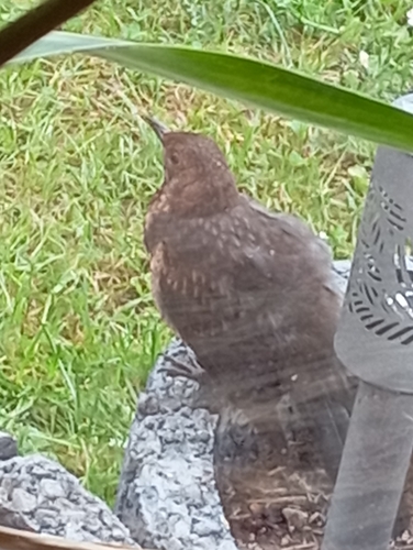 Eurasian Blackbird