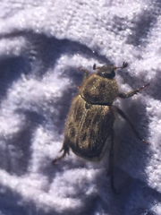 Hoplia