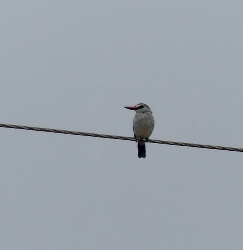 Woodland Kingfisher