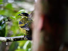 Ampelioides tschudii