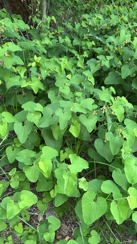 Birthwort