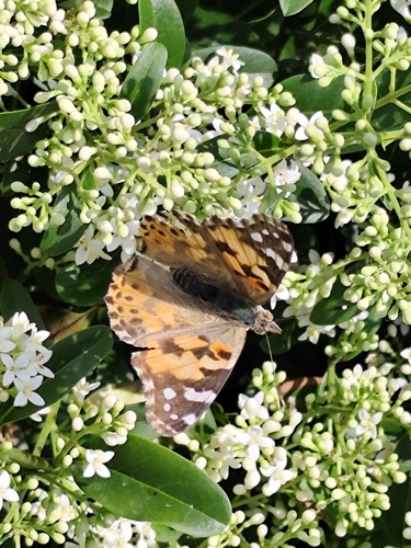 Painted Lady