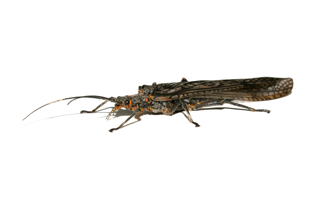 American Salmonfly