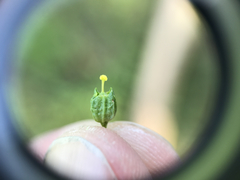 Cicendia quadrangularis