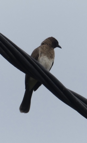 Common Bulbul