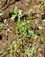 Draba verna