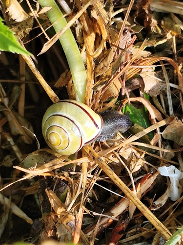 Brown-lipped Snail