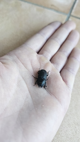 Lesser Stag Beetle