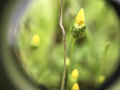 Cicendia quadrangularis