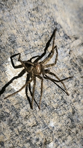 Pantropical Huntsman Spider