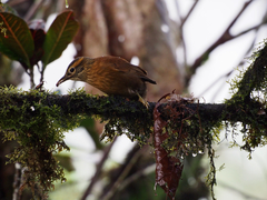 Anabacerthia variegaticeps