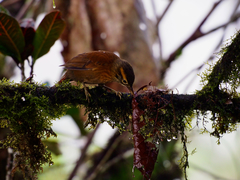 Anabacerthia variegaticeps