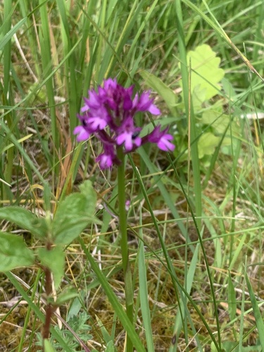 pyramidal orchid