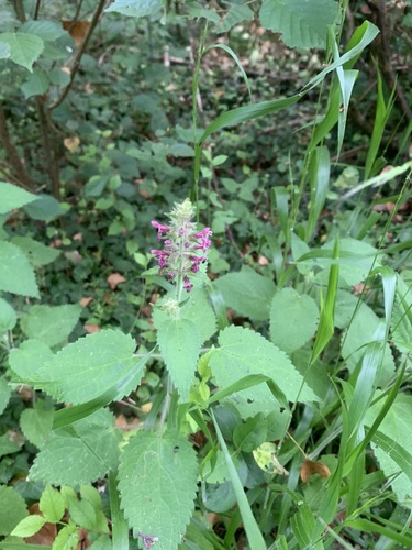 hedge woundwort