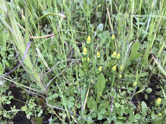 Cicendia quadrangularis