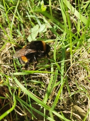 Bombus