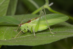 Hexacentrus unicolor