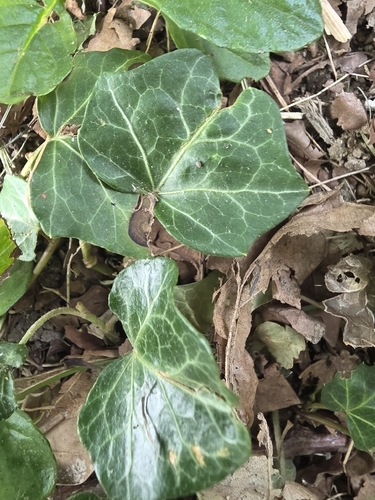 common ivy