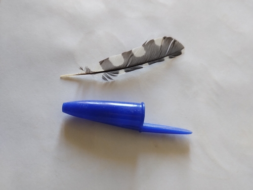Plume de Pic épeichette