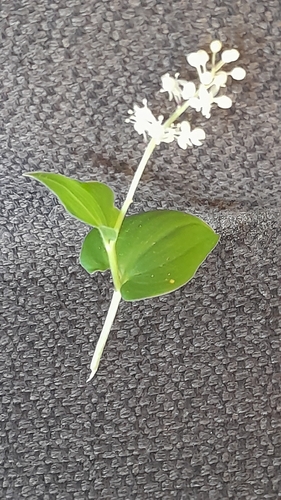 May Lily