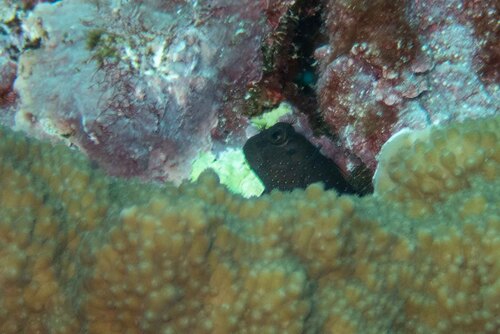 Blackblotch blenny (Cirripectes alboapicalis) — Blenniidae — 4