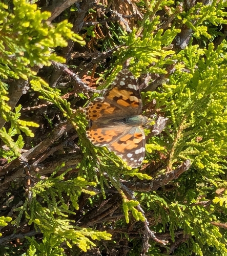 Painted Lady