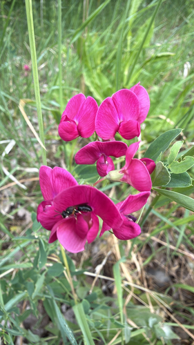 tuberous pea