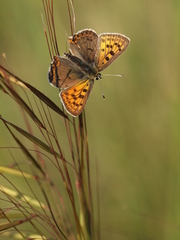 Lycaena bleusei