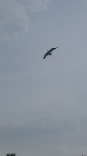 Black-headed Gull