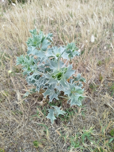 Sea Holly