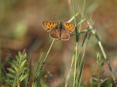 Lycaena bleusei