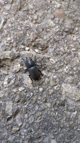 Lesser Stag Beetle